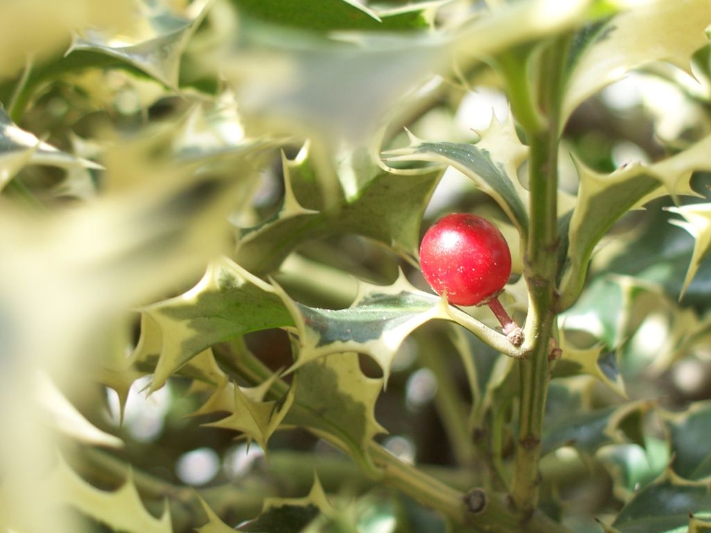 Flower 03 - Bacca di pungitopo