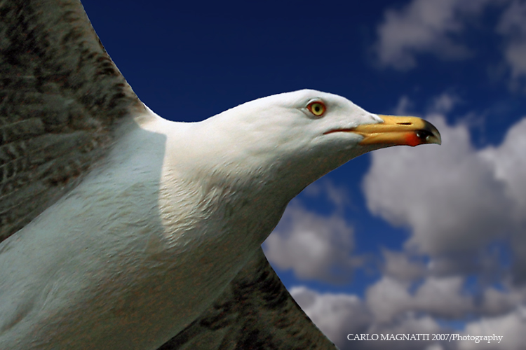 In volo con Giosu�