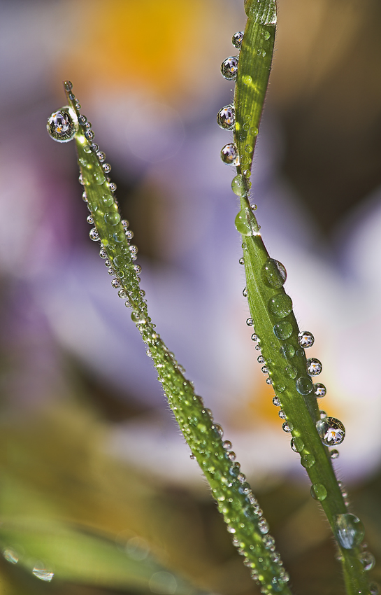 festa di gocce e colori