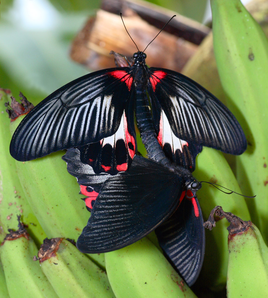 accoppiamento di papilio mennon agenor