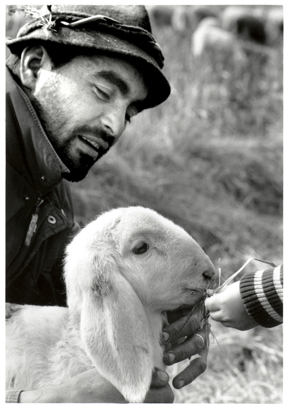 Pastore Portovecchio