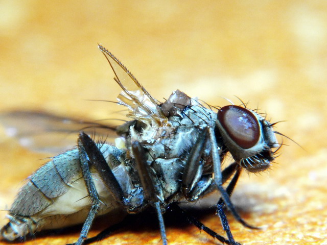 mosca raynox dcr -250