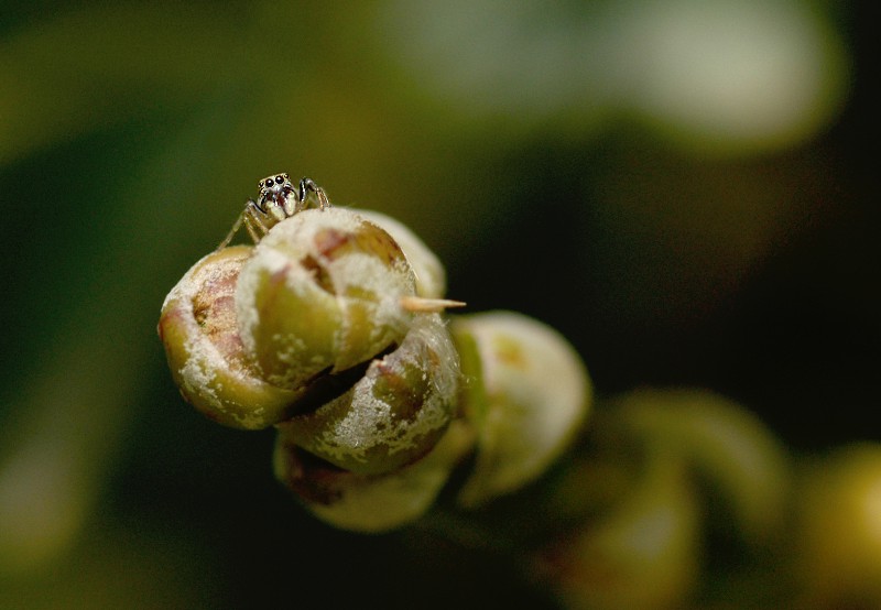 (famiglia) Salticidae III