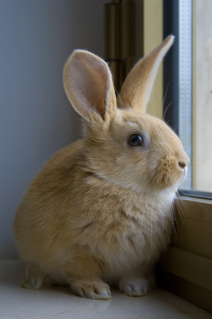 Coniglietto alla finestra