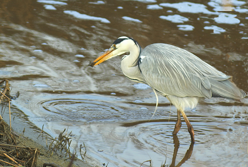 cenerino con gambero