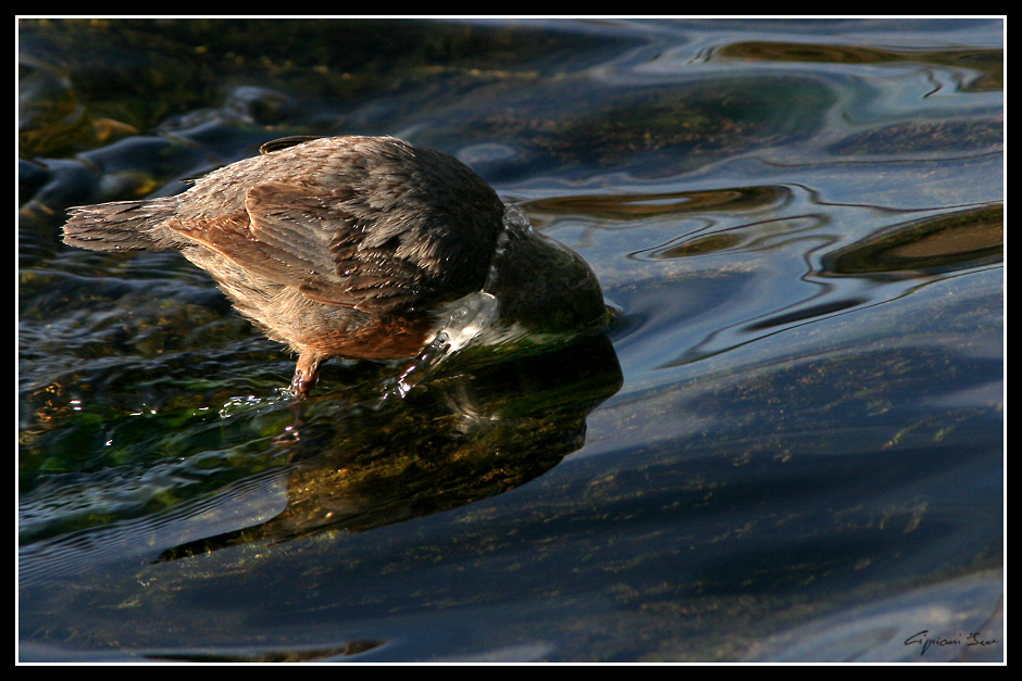 Ricerca contro corrente.