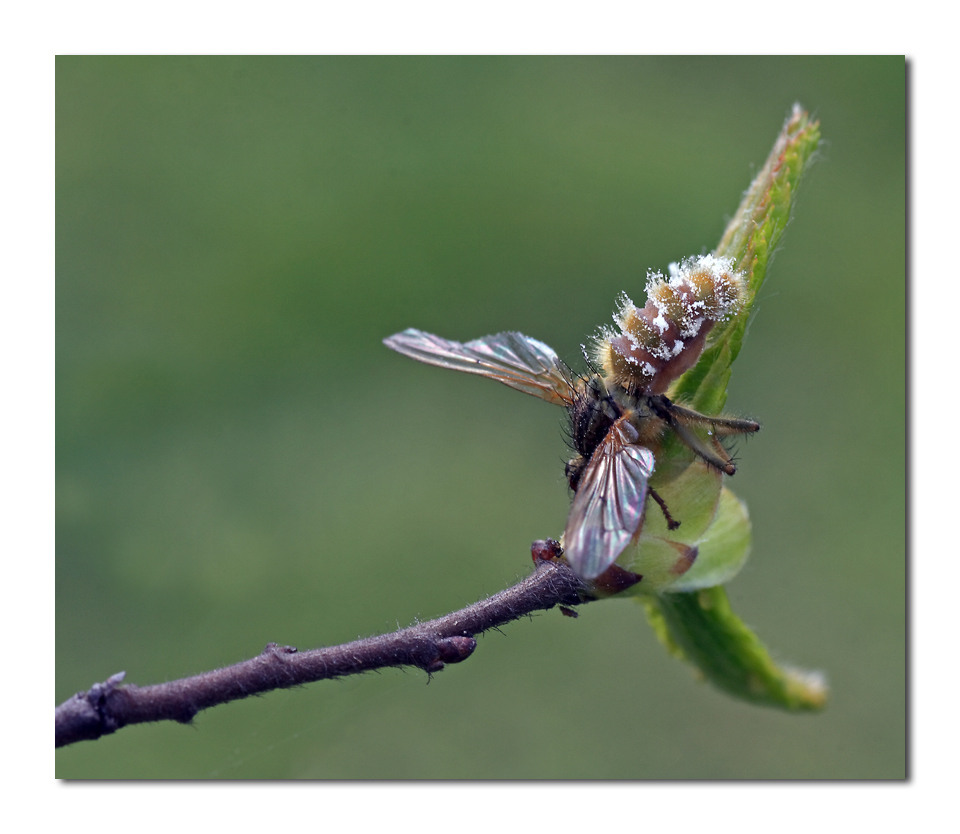 inchinata al generale inverno