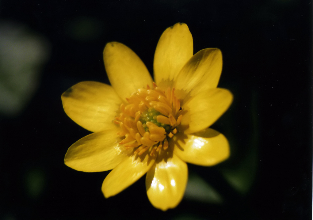 ANTEPRIMA DI PRIMAVERA...