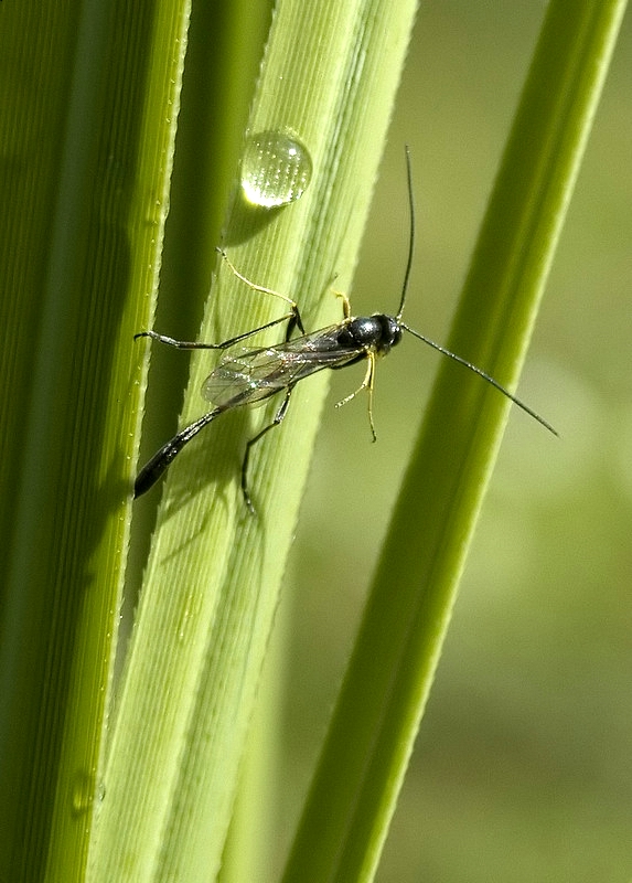 l'ho trovata, � quass�!