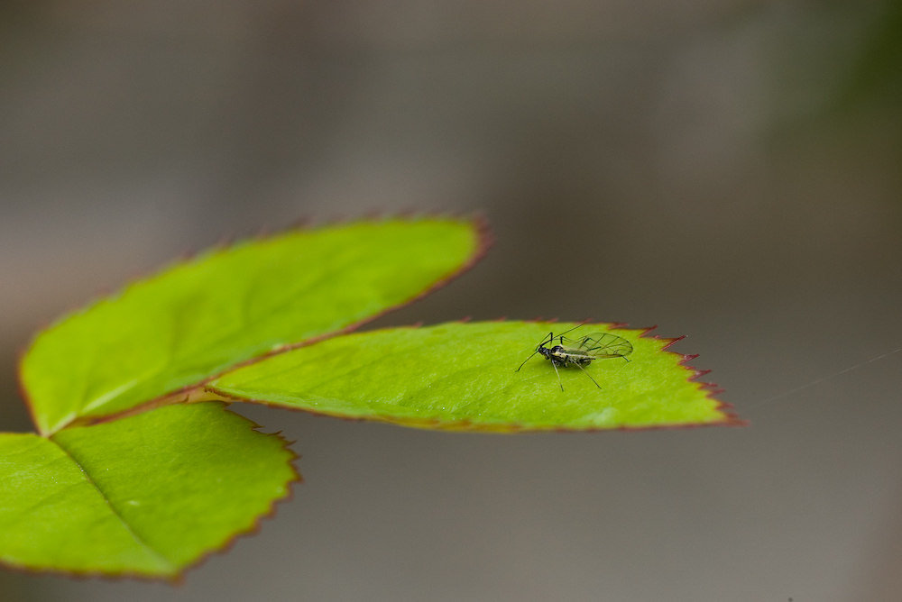Pisolino sulla foglia...