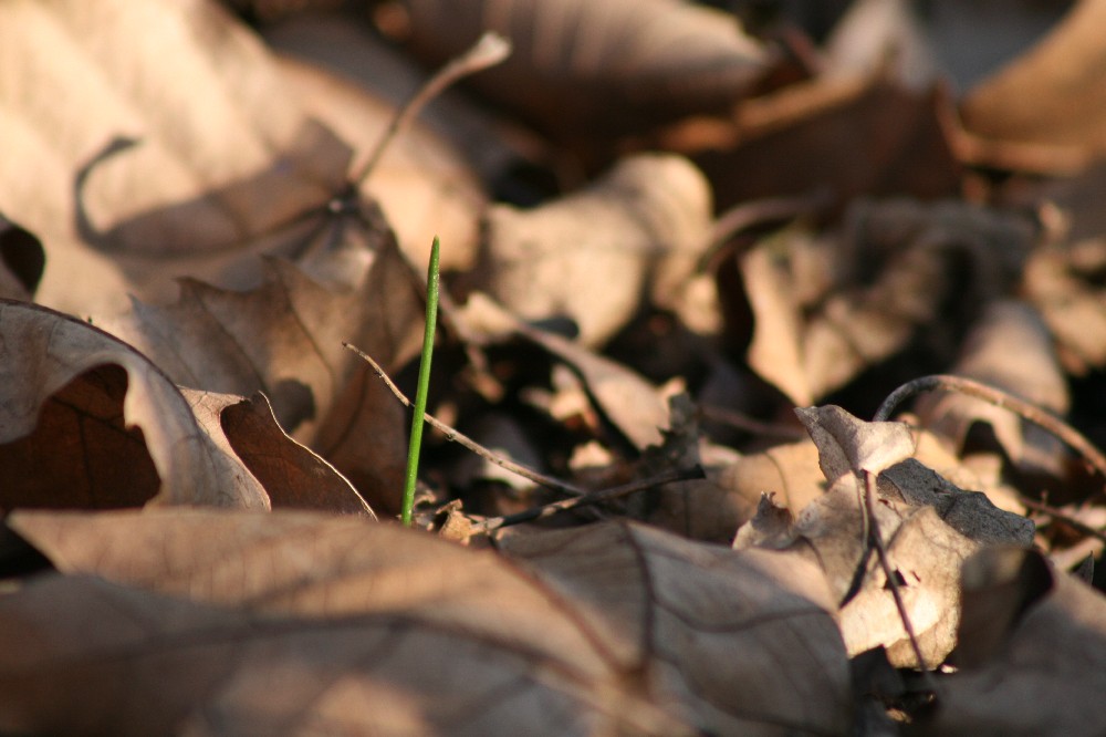 Verde tra i marroni..