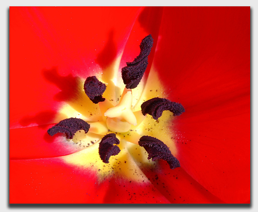 Tulipano rosso
