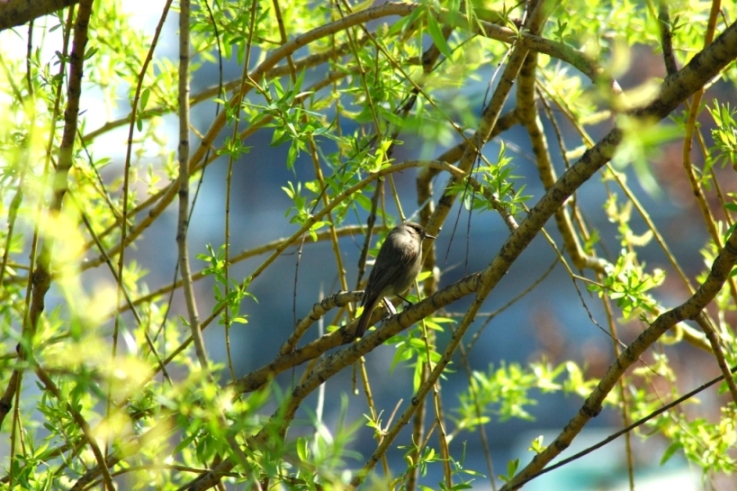 splendido uccellino (prime foto con la mia nuova d70s)