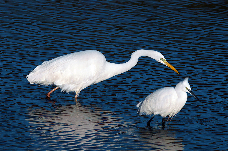 Il bianco e la ... bianca
