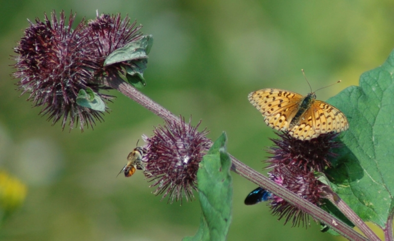 naturalmente semplice