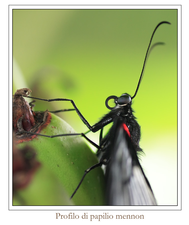 Linguetta attorcigliata