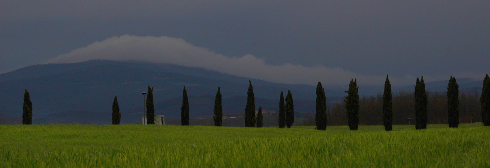 giochi di cipressi (nonsolofoto marzo 07)
