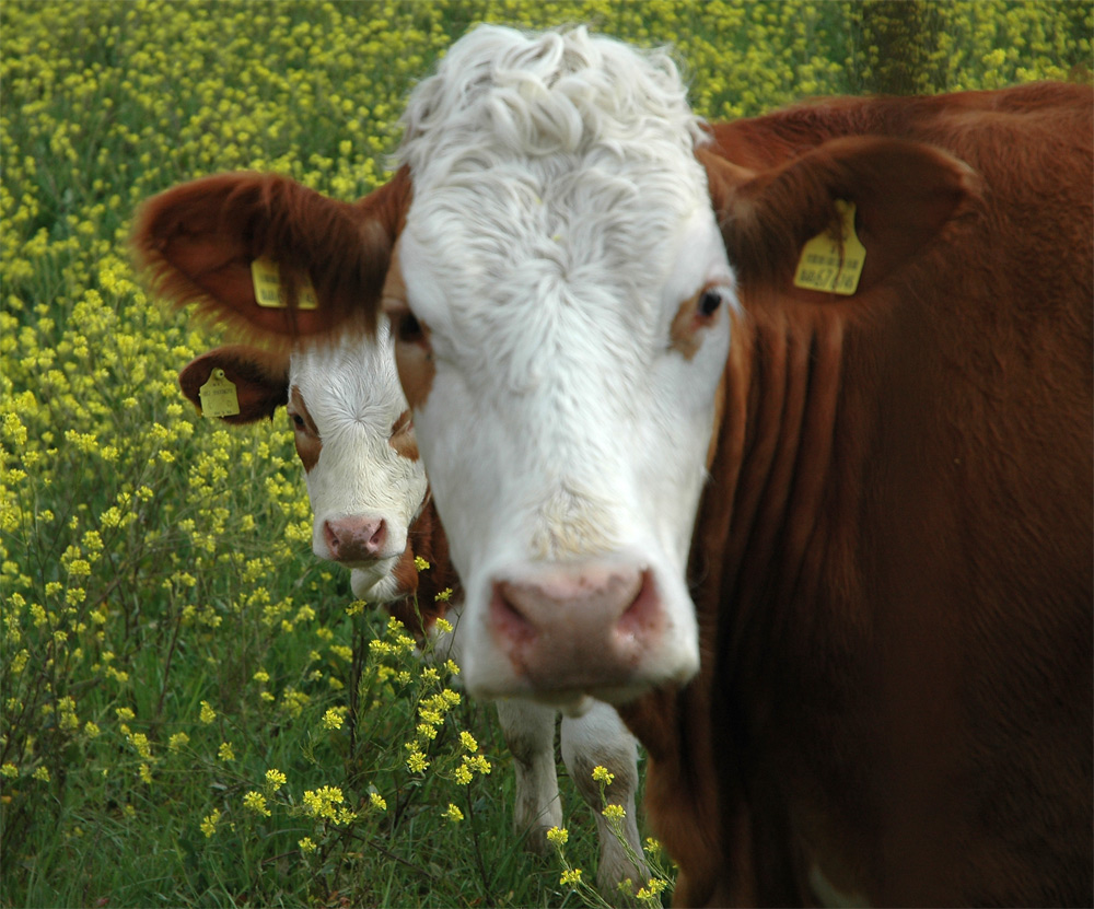 giochi di mucche (nonsolofoto marzo 07)