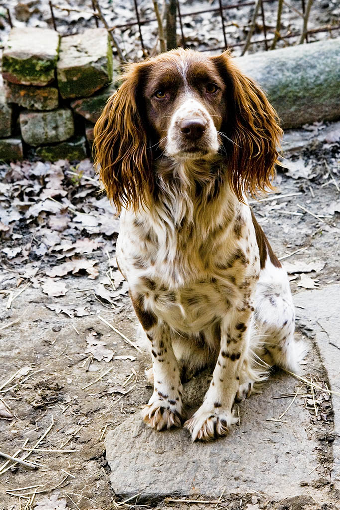 Springer Spaniel
