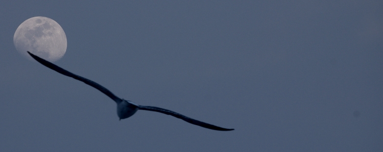 il gabbiano e la luna