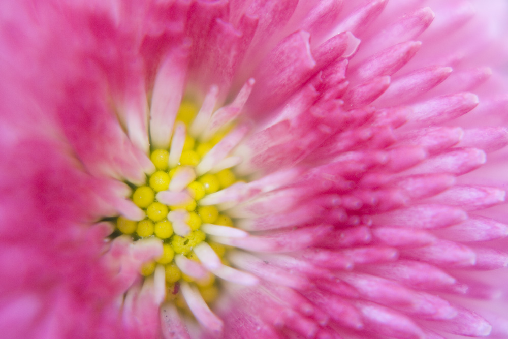 Macro nel mio stile, alla ricerca del particolare