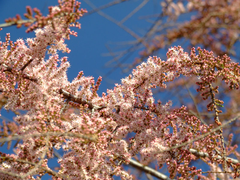 E' arrivata la primavera... ma che fiori sono??