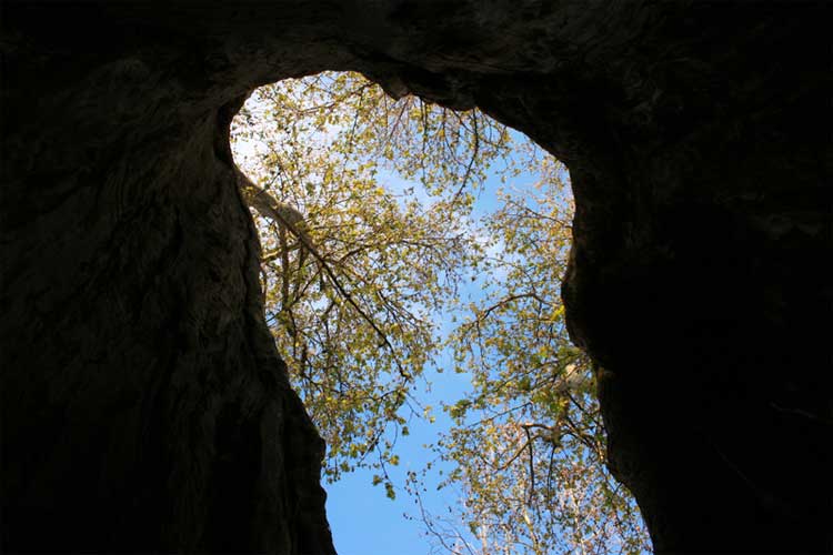 all'interno di un gigantesco albero