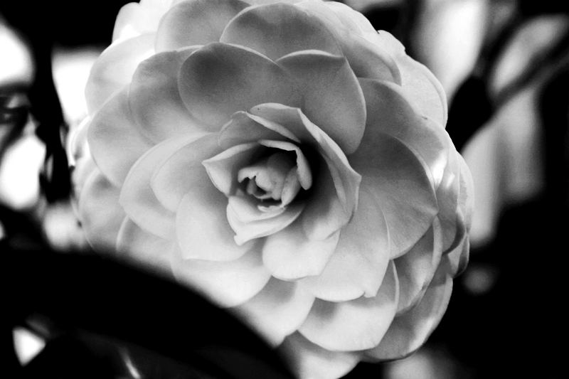 camelia black&white