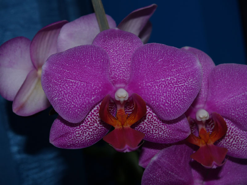 Orchidee