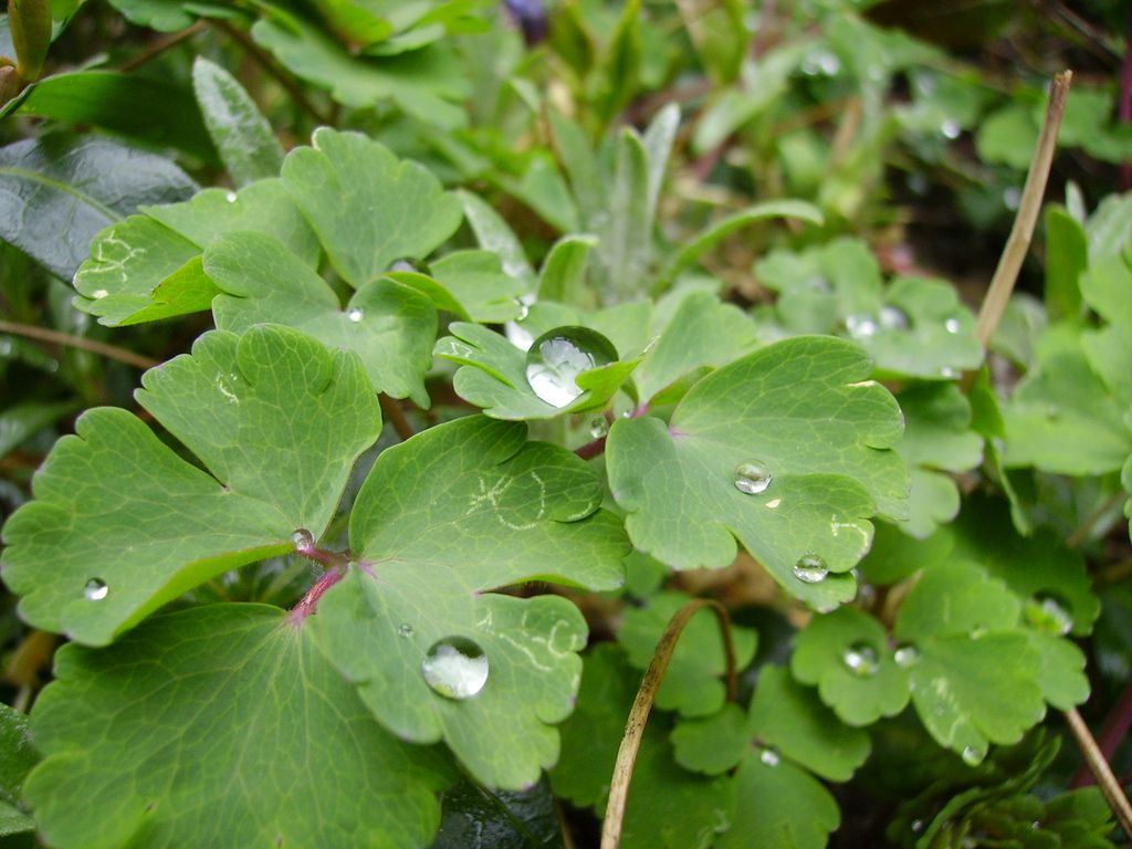 gocce d'acqua...sulle foglie