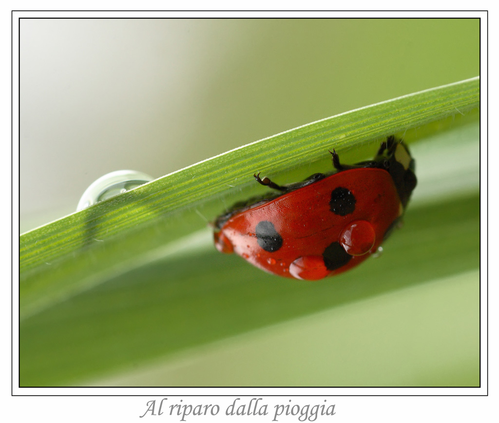 Al riparo dalla pioggia