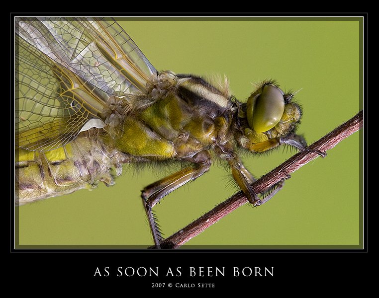 As soon as been born