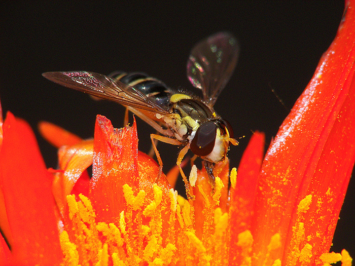 fiamme dell'inferno o paradiso?