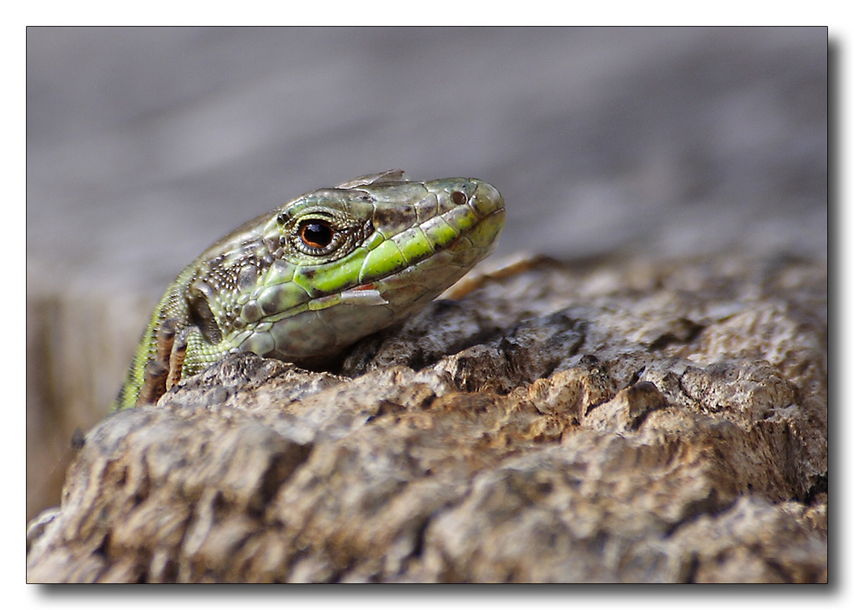 Qualcuno mi ha cercato?.....