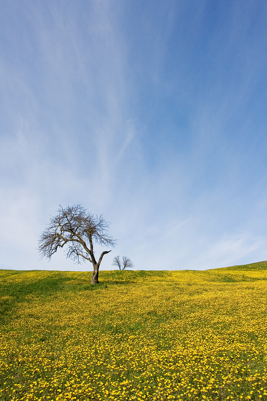 minimalista colorato