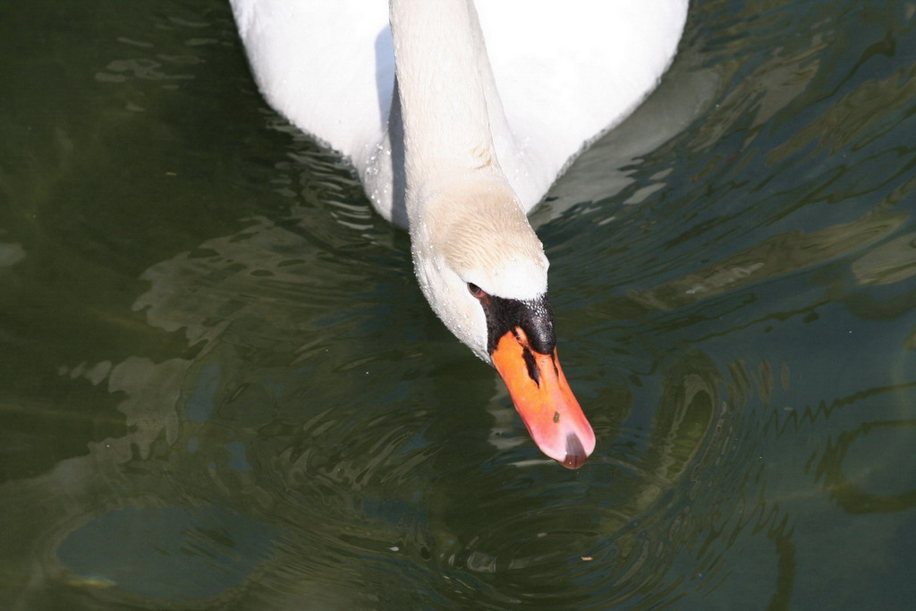 Prima prova naturalistica