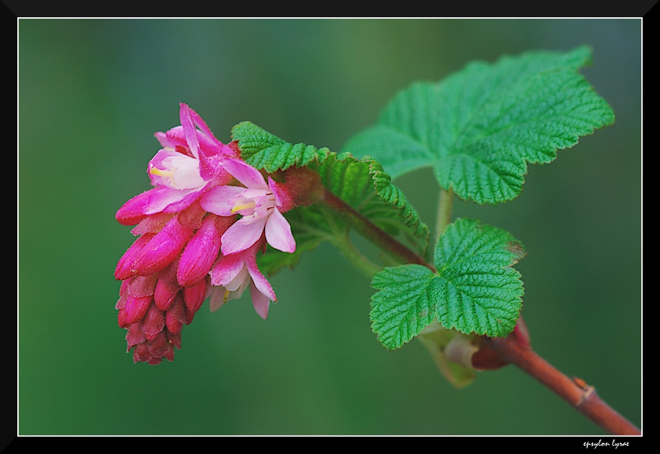 Ribes da fiore