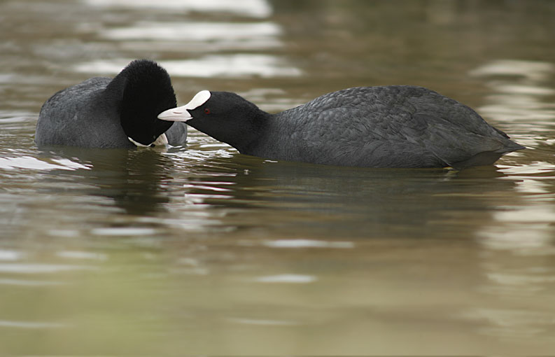 renzo-Amore a prima vista