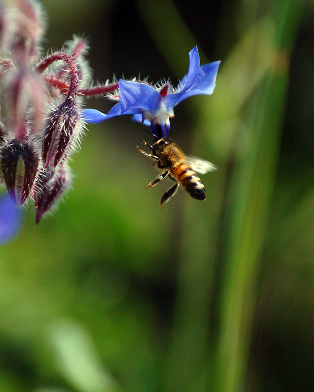 Affioraggio su borragine