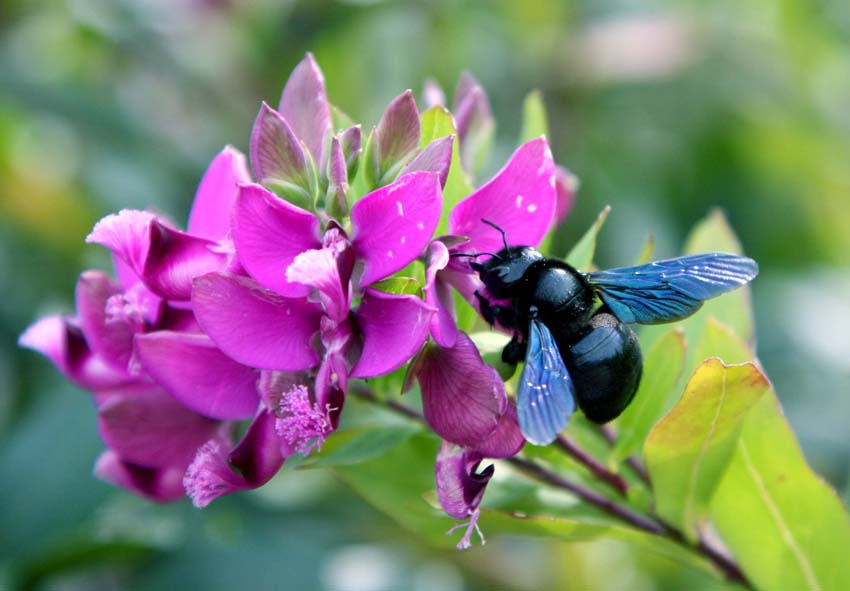 Polygala Myrtifolia.