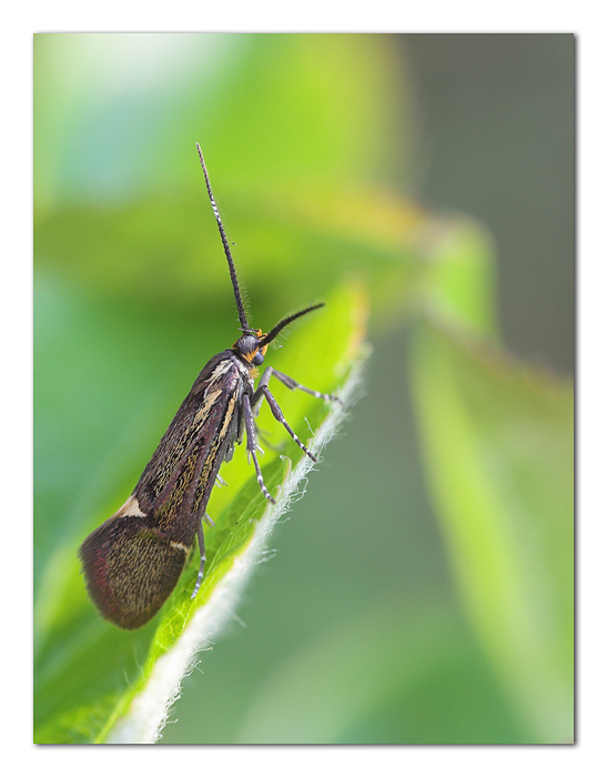 Piccole farfalle crescono