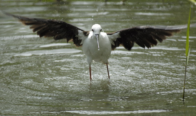 L'Evoluzione del Cavaliere