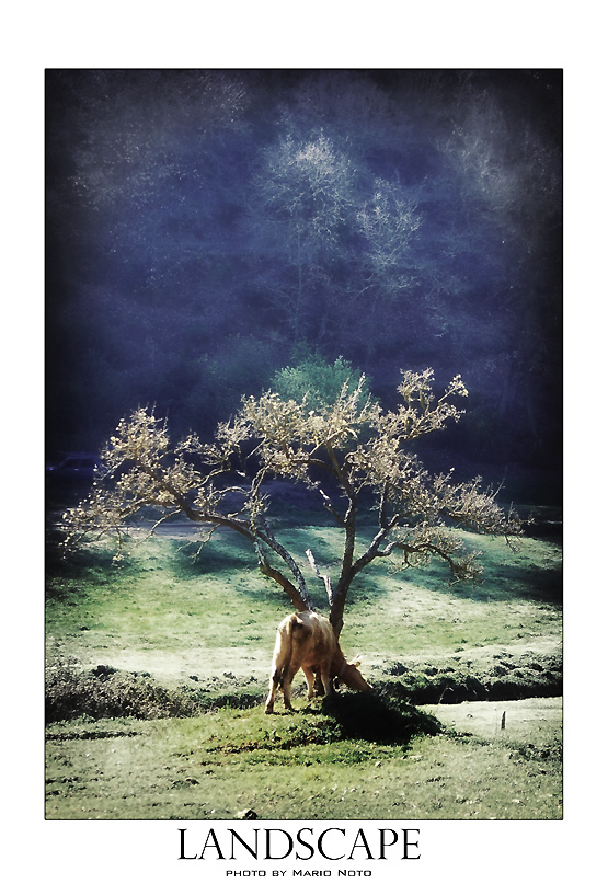 composizione naturale