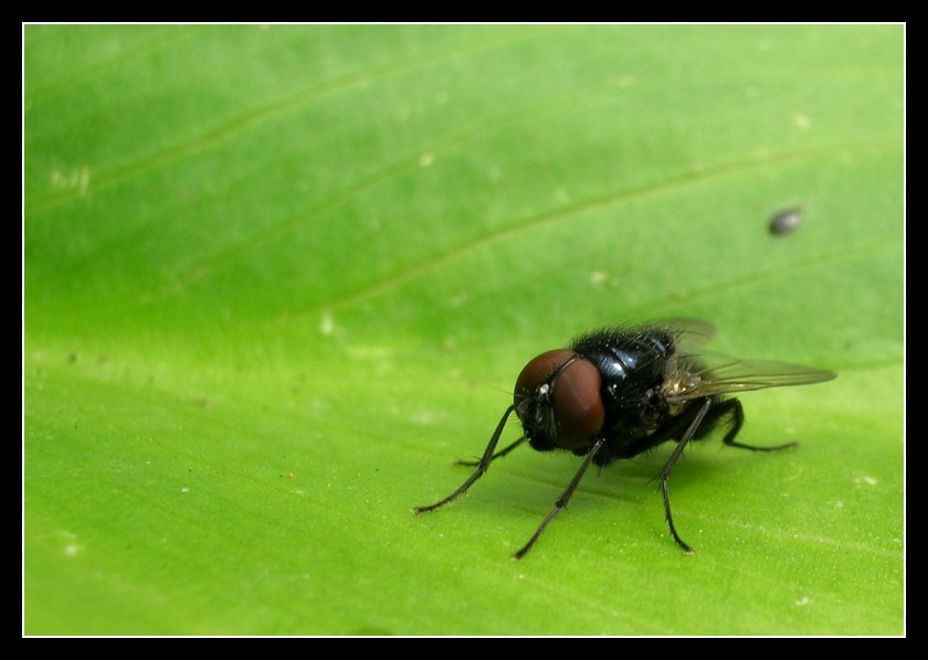 Due gran begli occhioni