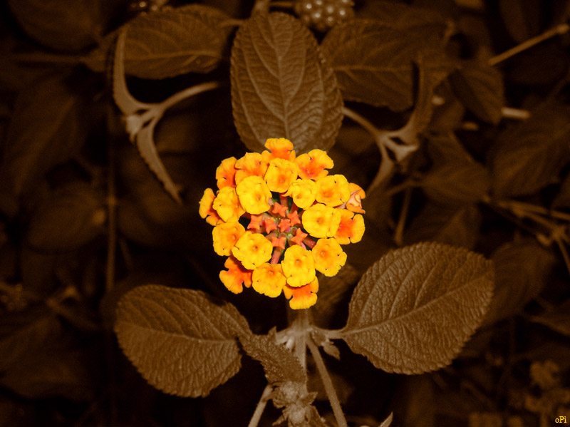 buona notte...buona notte...