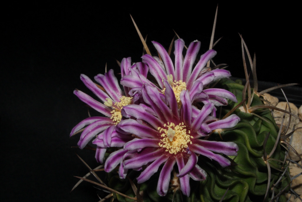 Echinofossulocactus multicostatus 1