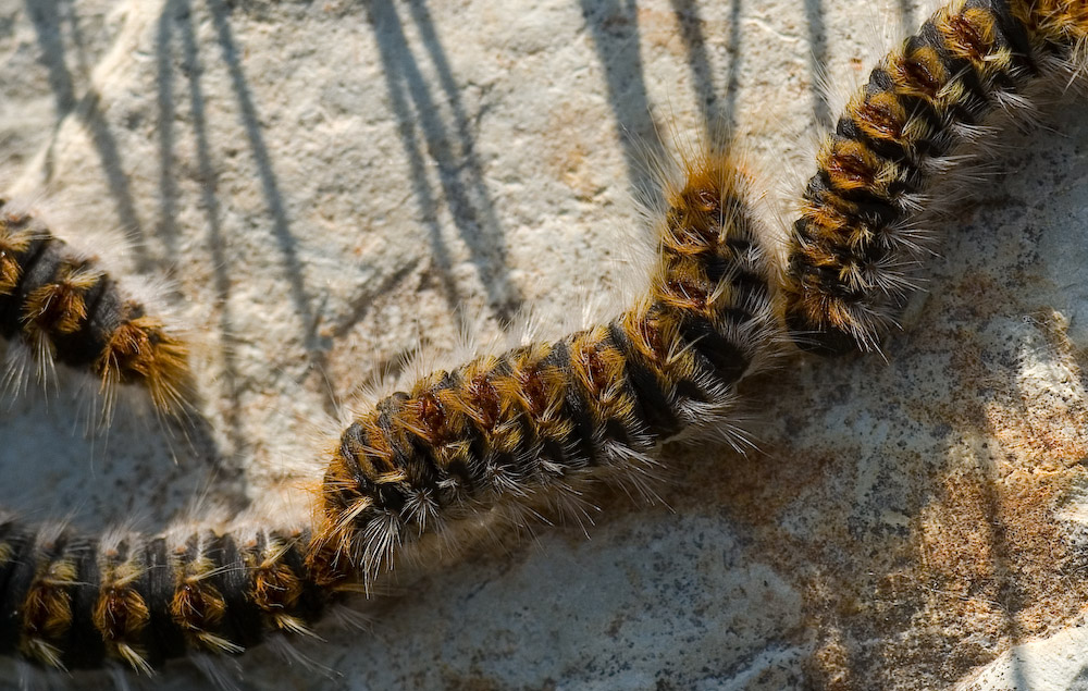 processionaria in coda