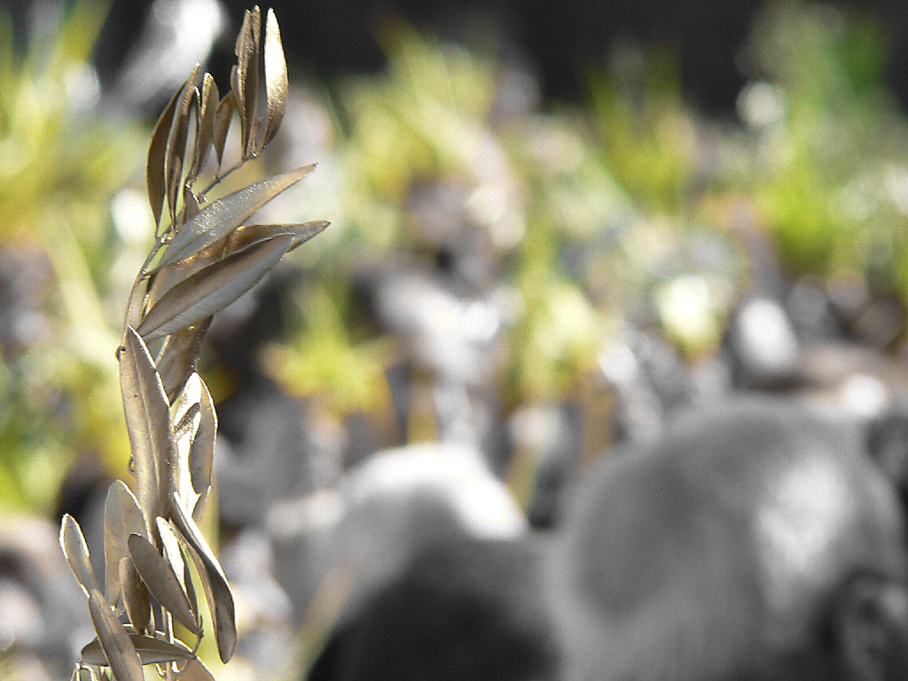 domenica delle palme