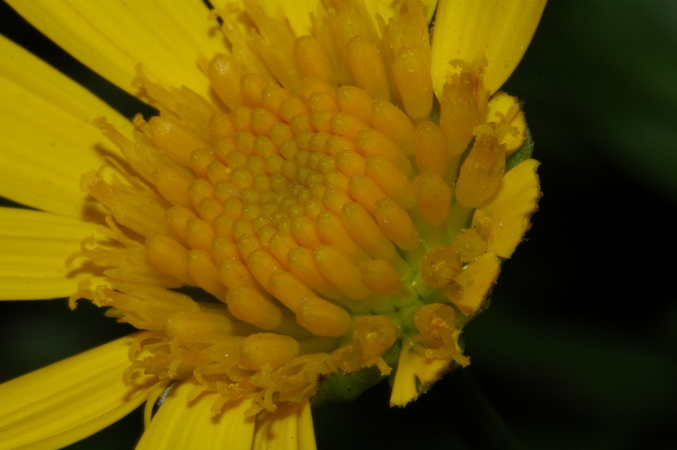 chi  ha fatto la colazione