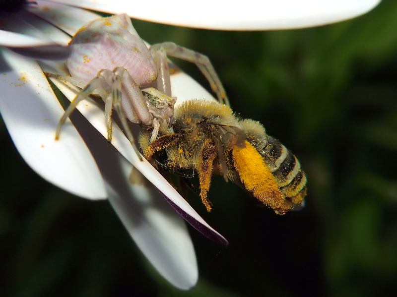 un altro cacciatore con preda...